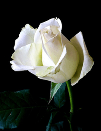 Carnetta (Underwood) Welter Obituary