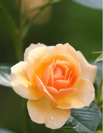 April Lynn (Christy) Thompson Obituary