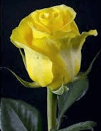 Elizabeth Marie (Love) McCully Obituary